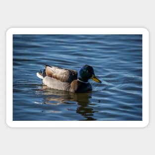 Vibrant Mallard Duck on Calm Waters Sticker